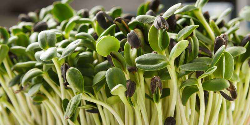 Micro Greens