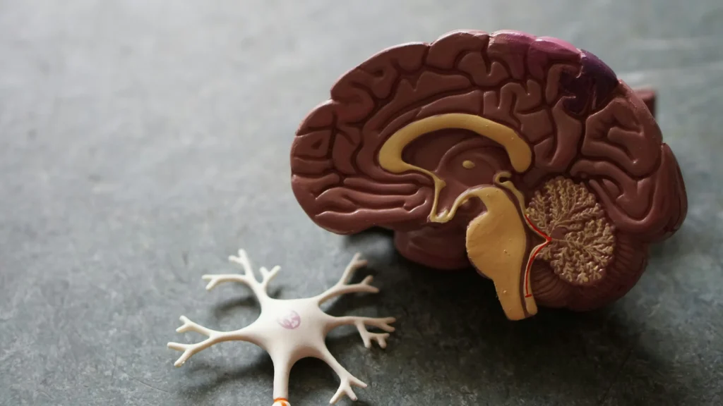 Neurologist links heart health to dementia