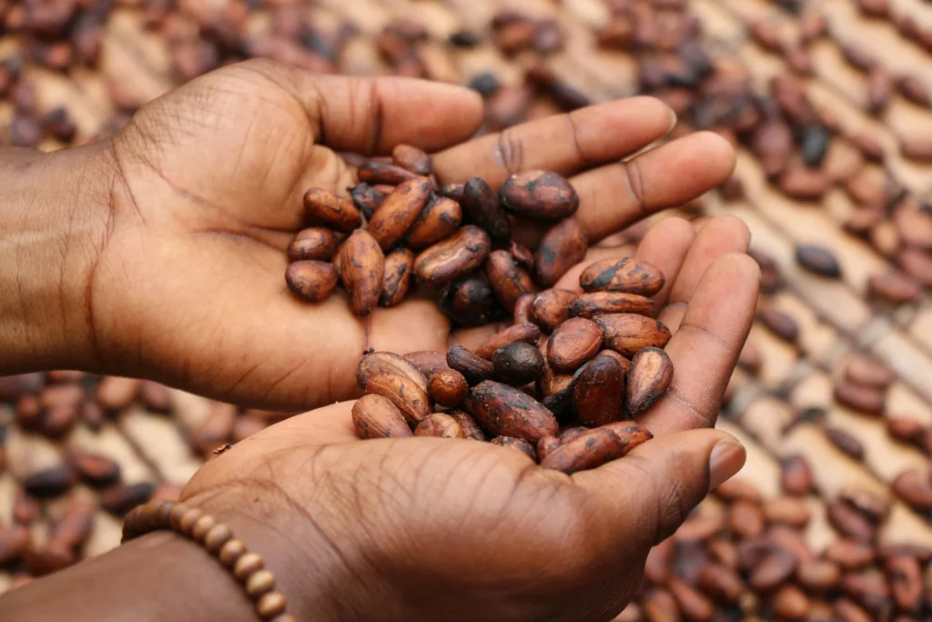 Cocoa supplements show promise in fighting age-related inflammation