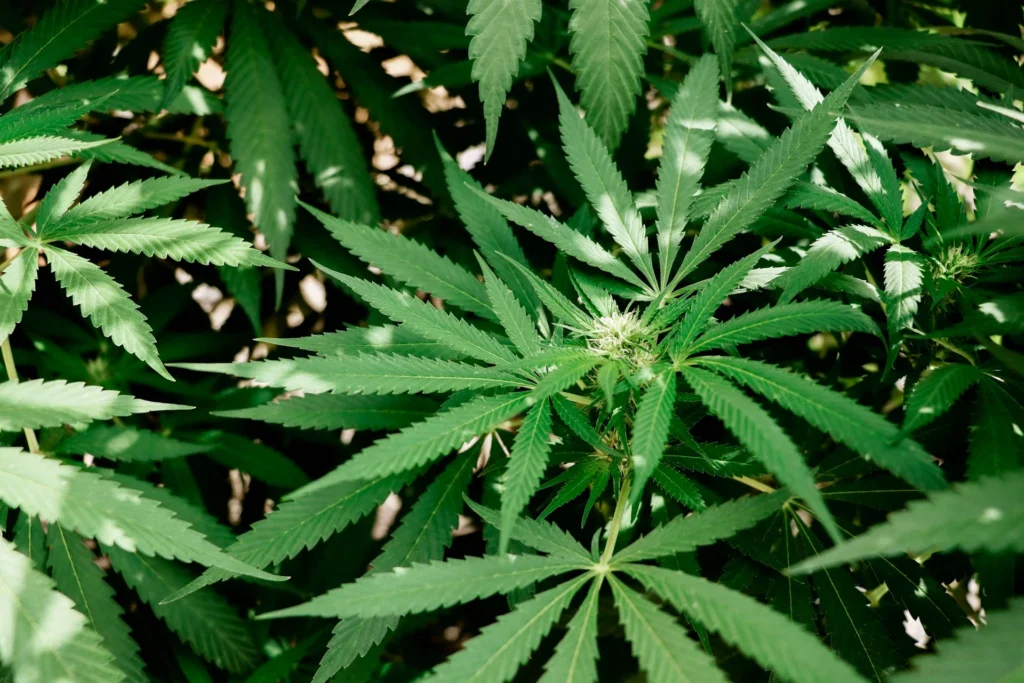 Study finds cannabis use may be linked to brain resilience in older adults